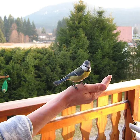 게스트하우스 Gerardmer Situe A 3*
